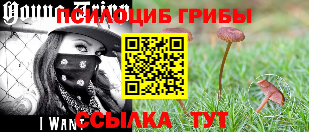 Псилоцибиновые грибы Psilocybine cubensis Абакан