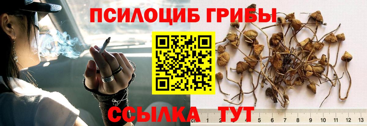 Абакан  Псилоцибиновые грибы прущие грибы  Вход с VPN 
